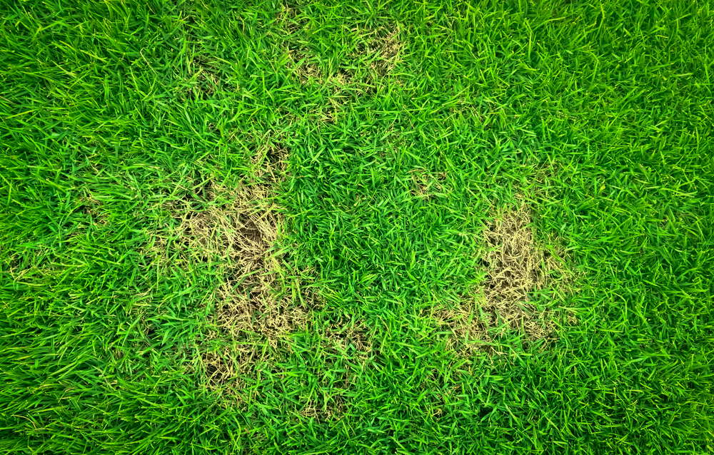 Geel Gras Herstellen Zelf Aan De Slag Goodgardn